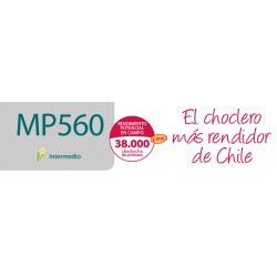 Maiz Choclero ideal para las Humitas y Paste de choclo MP 560