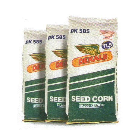 Maiz De Kalb DK 585 (Grano Seco)