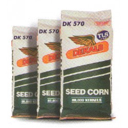 Maiz De Kalb DK 570 (Grano Seco y Humedo)