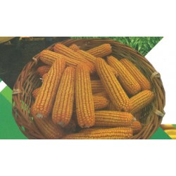 Maiz de Cis Yacare ( Grano Seco y Humedo)