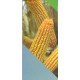 Maiz de Cis G 8288 (para Grano)