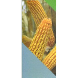 Maiz de Cis G 8288 (para Grano)