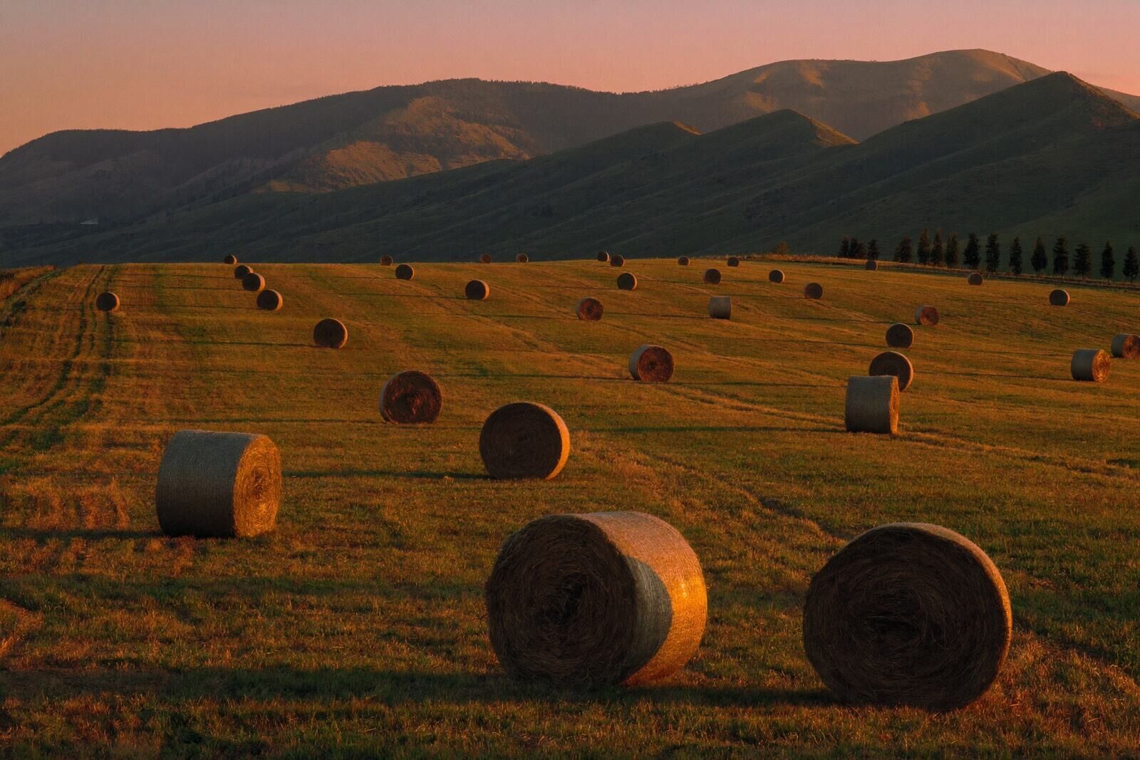 Fardos de heno en la pradera segada, con luz de atardecer