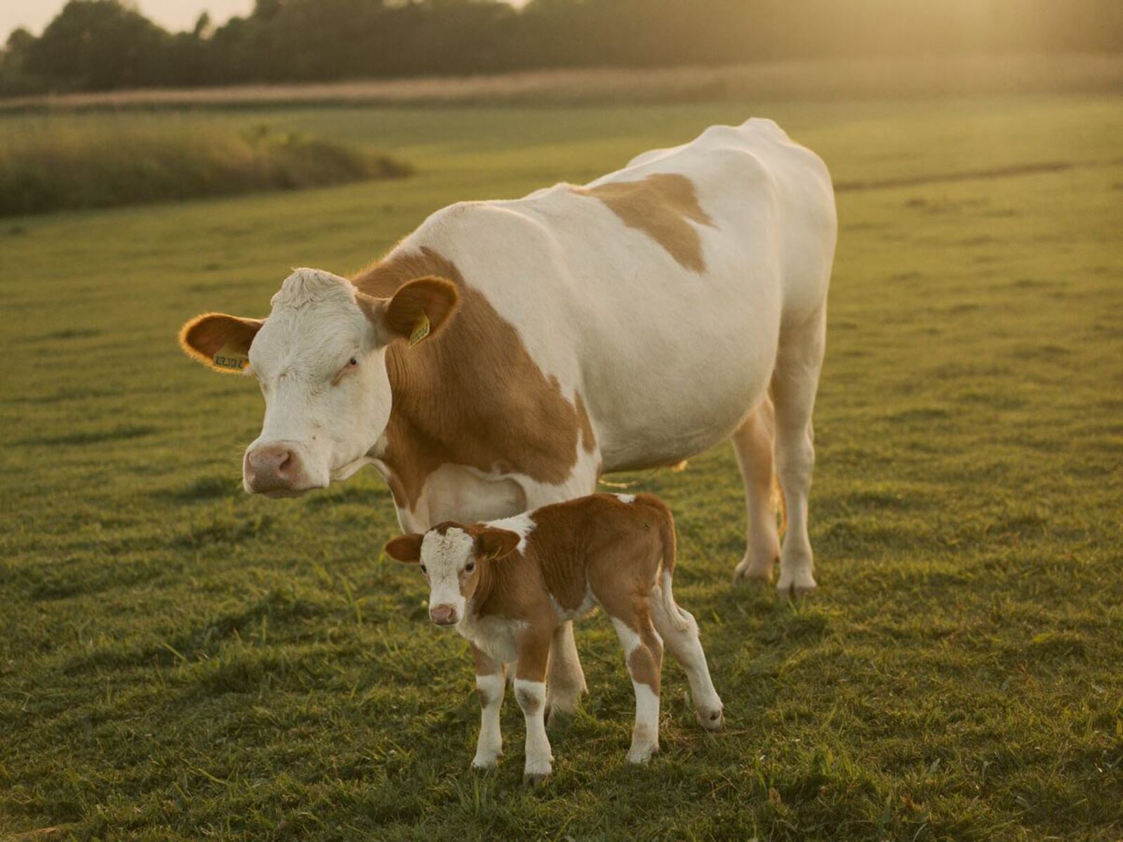 Vaca con su ternero en la pradera, al atardecer
