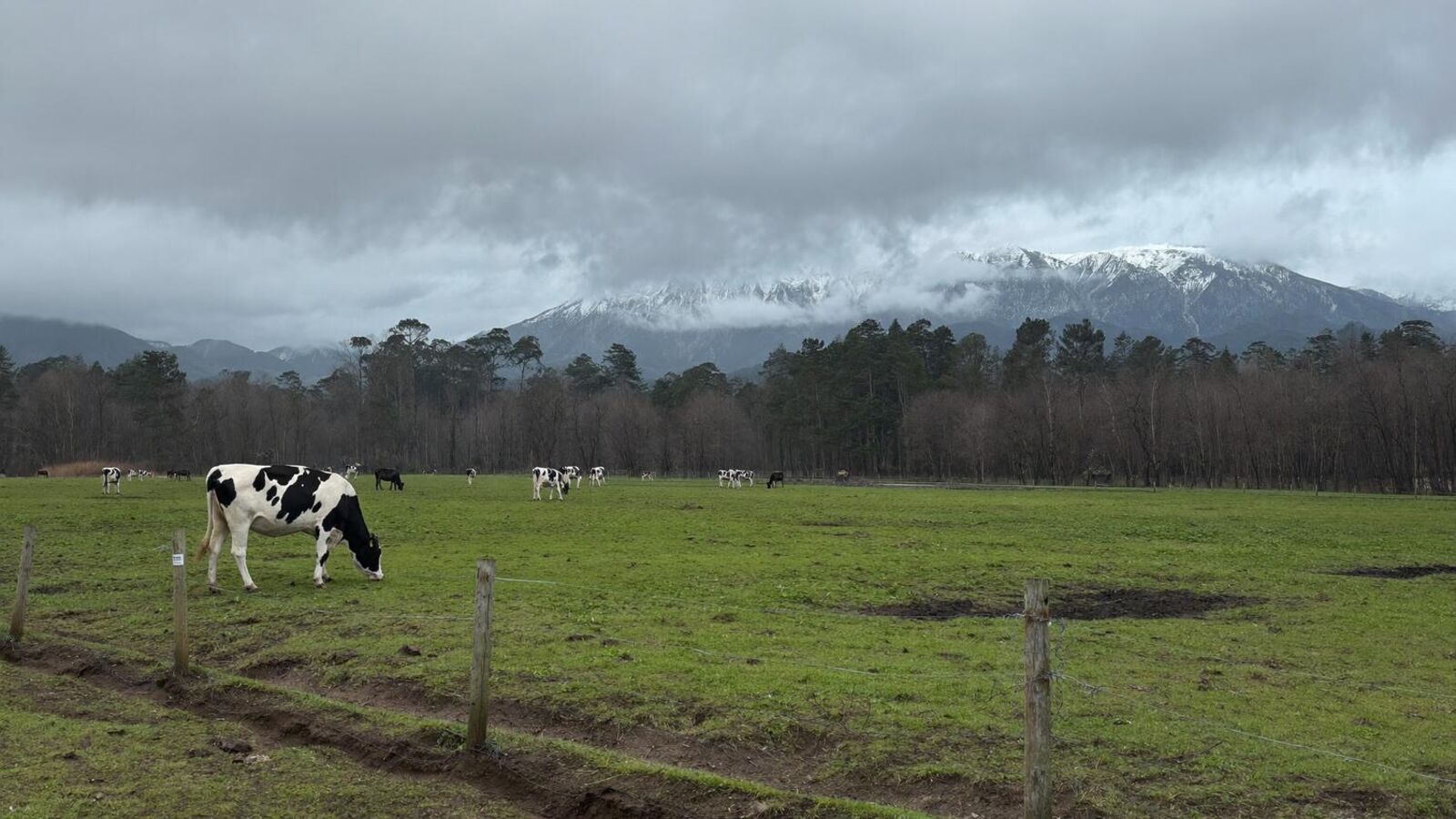 Vacas lecheras pastando en potrero de invierno, con la cordillera nevada al fondo